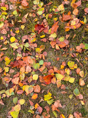 Leaves from a tree on the ground in autumn