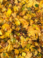 Maple leaves on the ground in autumn