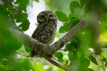 Spotted owlet standing on tree in natural light