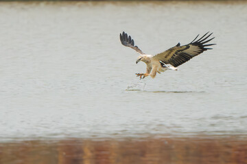 White-bellied Sea-eagle are hunting above water