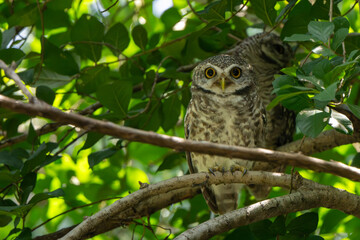 Spotted owlet standing on tree in natural light