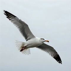 Obraz premium Graceful seagull soaring in the sky on a cloudy day with wings fully spread