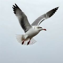 Obraz premium Graceful seagull soaring in the sky on a cloudy day with wings fully spread. 
