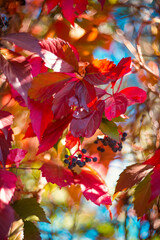 Beautiful bright autumn nature background. Multicolored grape leaves