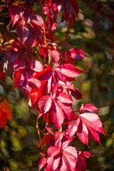Beautiful bright autumn nature background. Multicolored grape leaves