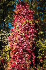 Beautiful bright autumn nature background. Multicolored grape leaves