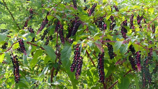 American pokeweed (Phytolacca americana) with large green leaves and pendulous clusters of pink peduncles bearing purple-black berries on reddish stems as decorative wild hedge in a garden
