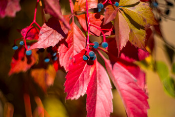 Beautiful bright autumn nature background. Multicolored grape leaves