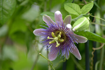 パッシフロラ　ベロッティ