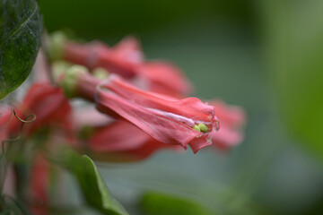 ホザキノトケイソウ