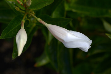 マンデビラ・サンパラソルの蕾