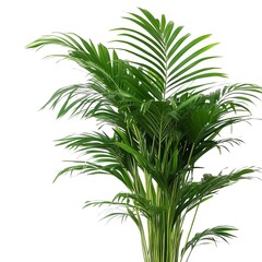 Fototapeta premium Close up of indoor palm with green leaves isolated on white background 