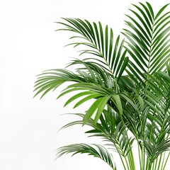 Close up of indoor palm with green leaves isolated on white background 