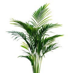 Fototapeta premium Close up of indoor palm with green leaves isolated on white background 