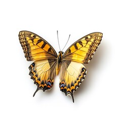 Fototapeta premium butterfly isolated on white background 