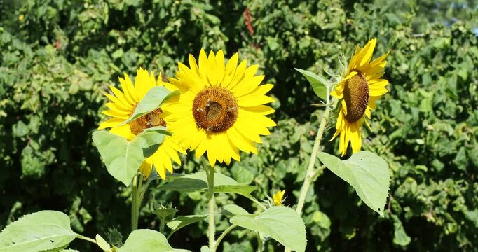 Close-up of hairy stalks of tournesol (Helianthus Annuus) with large heart-shaped green leaves and bright yellow petals radiating around dark brown ray florets attracting bees