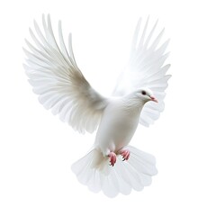 Fototapeta premium A free flying white dove isolated on a white background 