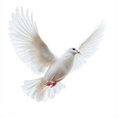 Obraz premium A free flying white dove isolated on a white background 