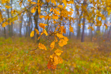 closeup red dry oak tree branch in autumn forest