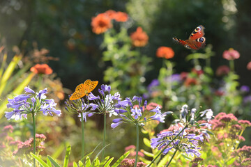 Schmetterling 1171 © K.-U. Häßler