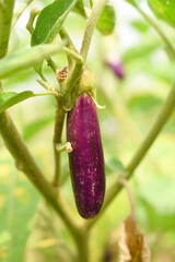 Fresh long purple brinjal (eggplant) hanging on the plant, brinjal in the vegetable field waiting to be picked for consumption. brinjal hanging on the brinjal plant. Fresh vegetable, healthy vegetable