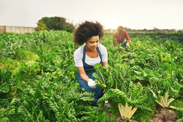 Sustainability, farming and plant with couple in field for agriculture, environment and vegetables. Growth, harvest and eco friendly with people in countryside for permaculture and soil health