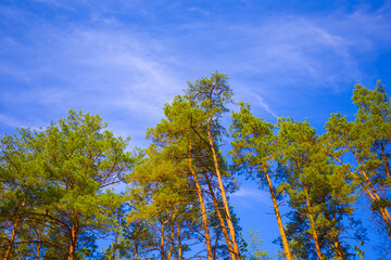 closeup heap of high fir tree on blue cloudy sky background
