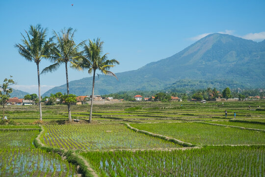 A stunning view of lush green rice fields with a majestic mountain in the background, captured during a train journey through West Java, Indonesia, under a bright blue sky