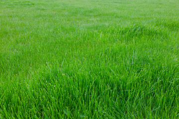 Field of lush green grass close-up.