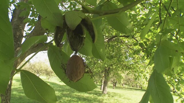 walnut with open shell in the tree