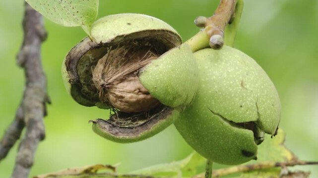walnut with open shell in the tree