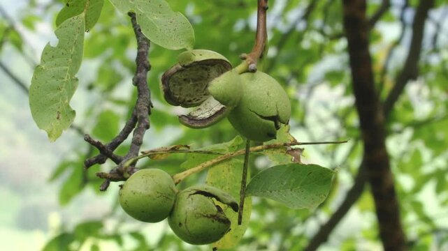 green, open walnut shells hanging in the tree