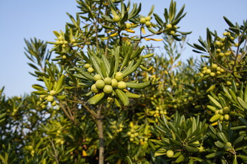 Fototapeta premium The Chinese sticky seed (Pittosporum tobira) is a plant species in the genus Pittosporum in the family Pityriaaceae. Atlantic coast, Porto, Portugal.