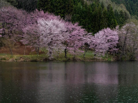オオヤマザクラ」の写真素材 | 2,240件の無料イラスト画像 | Adobe Stock 