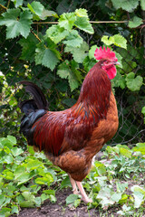 Rooster ( hen ) outdoor photography