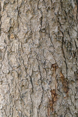 Close-up photo of a tree trunk texture. Textured background. Abstract in nature.