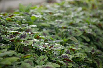 Shot of leafy green vegetables growing on a farm with sunlight. Healthy living. Sustainable food. Green farming.