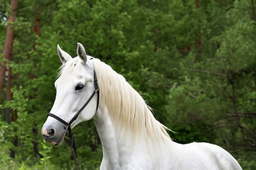Obraz premium Horse in green and white in forest. w beauty lipizzan concept. large horse stands against green backdrop of a forest. a large white horse stands against a green backdrop of a forest lifestyle.