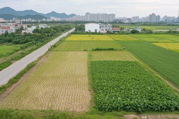 Lush Green Rice Fields with Distant Mountain View