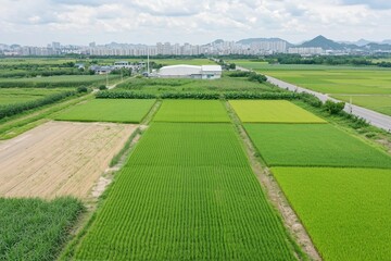 Fototapeta premium Lush Green Rice Fields with Distant Mountain View
