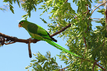 Parrot on branch of tree in nature. wild wildlife animal concept. parrot sits on branch of a tree. a parrot sits on a branch of a tree in lifestyle nature.