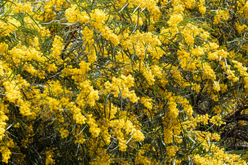 Big bush of bright yellow Australian Golden Wattle flowers bathed in spring morning sunlight