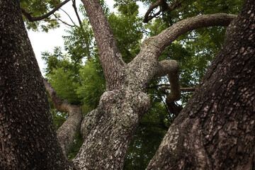 Naklejka premium Close-up abstract shape photo of a tree trunk. Textured background. Abstract in nature. 