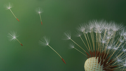 Dandelion seed blow in the wind close-up on green background, 3d render