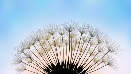 Silhouette Dandelion seed close-up on blue background, 3d render