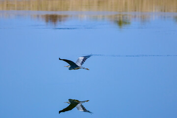 (Ardea cinerea) in flight which is reflected on the gloss of a water