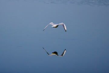 Seagull in flight reflecting on the shine of a water
