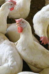 Closeup portrait of White hen at poultry farm, Layer farm, Group of healthy white chicken in poultry farm closeup, hen face closeup in farm, poultry, layer hens for eggs, poultry and livestock Chicken
