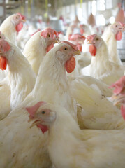 Closeup portrait of White hen at poultry farm, Layer farm, Group of healthy white chicken in poultry farm closeup, hen face closeup in farm, poultry, layer hens for eggs, poultry and livestock Chicken