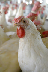 Closeup portrait of White hen at poultry farm, Layer farm, Group of healthy white chicken in poultry farm closeup, hen face closeup in farm, poultry, layer hens for eggs, poultry and livestock Chicken